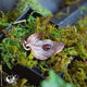 Collier Feuilles de Pivoine & Grenat